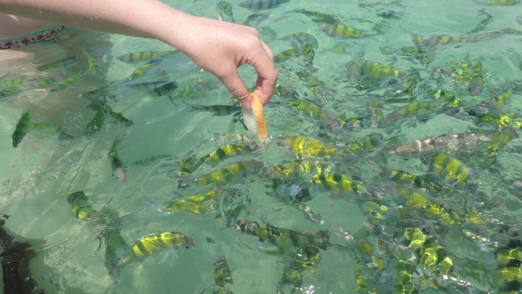 why we should not feed fish in the ocean