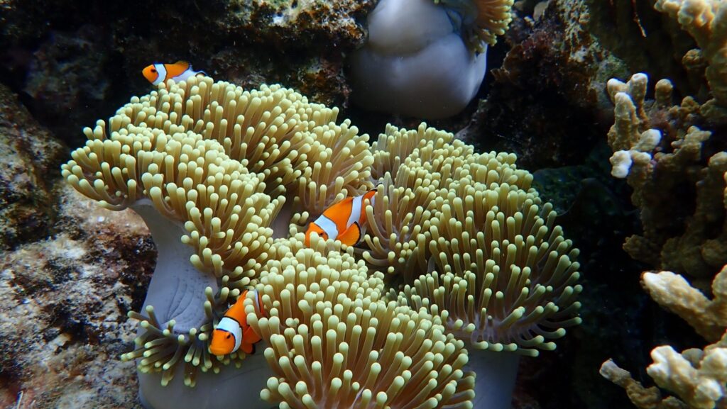 coral reef colors