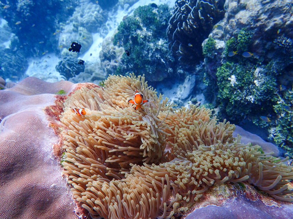 Best snorkeling for beginners Andaman Sea