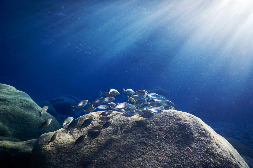 marine sediments