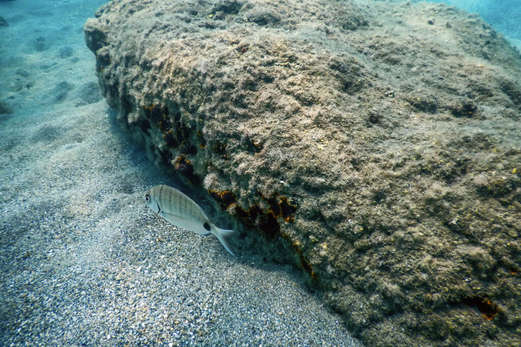 marine sediments